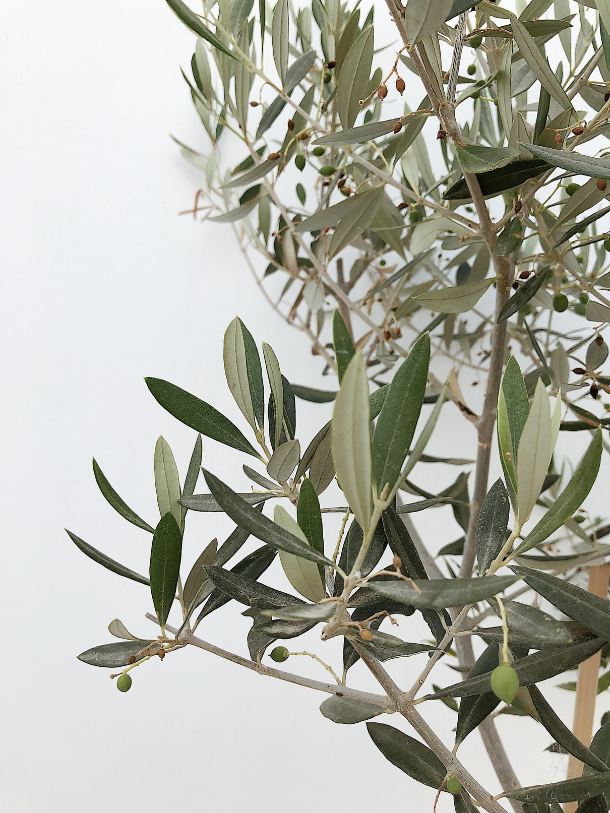 Green Leaves With White Background